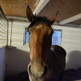 Sia's horses - Centru de echitatie